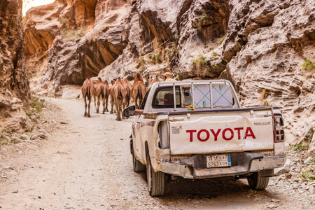 WADI LAJAB, SAUDI ARABIA - NOVEMBER 25, 2021: Pick up truck and camels in Wadi Lajab canyon, Saudi Arabiaのeditorial素材