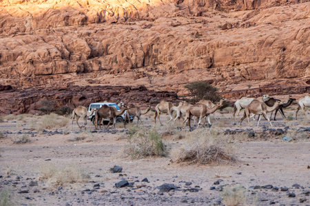 Camels in Wadi Disah canyon, Saudi Arabiaの写真素材