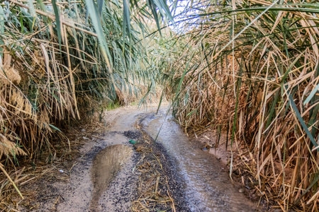 Track through reeds in  Wadi Disah canyon, Saudi Arabiaの写真素材