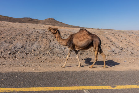 Camel on 8788 road to Wadi Disah, Saudi Arabiaの写真素材