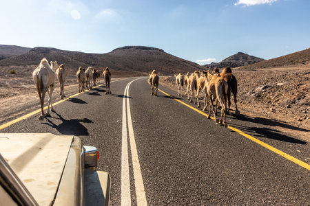 Camels on 8788 road to Wadi Disah, Saudi Arabiaの写真素材