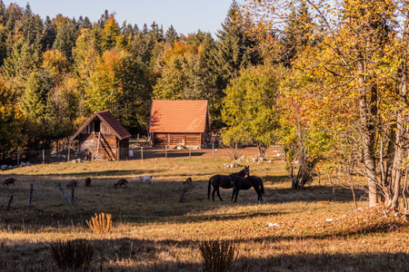 Rural house with farm animals near Mitrovac village, Serbiaの写真素材
