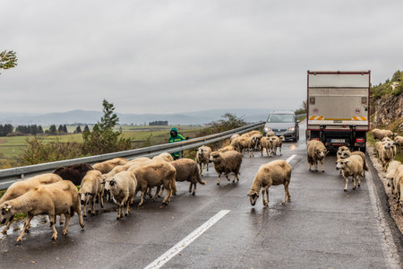 SJENICA, SERBIA - OCTOBER 7, 2021: Sheep on the road near Sjenica town, Serbiaのeditorial素材