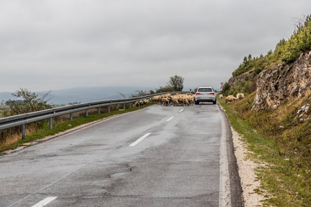 Sheep on the road near Sjenica town, Serbiaの写真素材