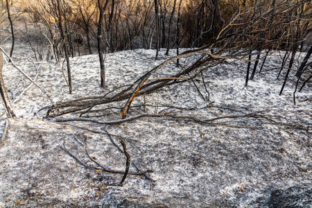 Burnt forest after a wildfire near Olympia on Peloponnese peninsula, Greeceの写真素材