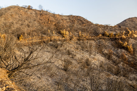 Burnt forest after a wildfire near Olympia on Peloponnese peninsula, Greeceの写真素材