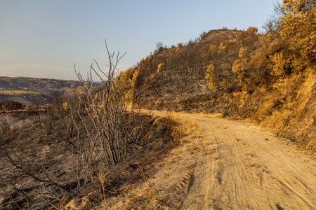 Burnt forest after a wildfire near Olympia on Peloponnese peninsula, Greeceの写真素材