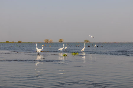 Great Egret (Ardea alba) and Neotropic Cormorant (Nannopterum brasilianum) in Cienaga de Pijino...