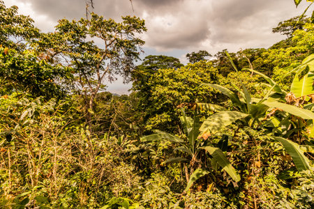 Lush forest near Minca, Colombiaの写真素材