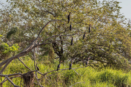 Neotropic Cormorants (Nannopterum brasilianum) near Cienaga de Pijino lake, Colombia