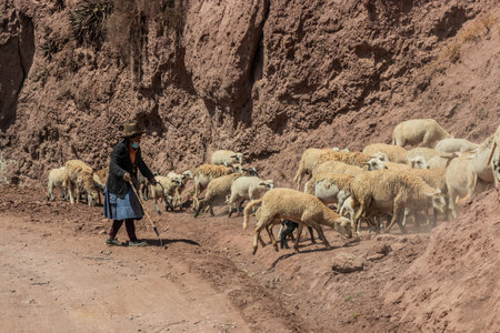 SACRED VALLEY, PERU - NOVEMBER 8, 2022: Local sheep herder in the Sacred Valley of Incas, Peru