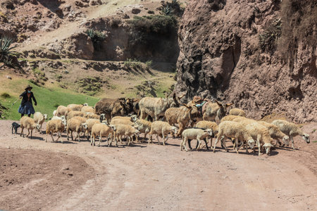 SACRED VALLEY, PERU - NOVEMBER 8, 2022: Local sheep herder in the Sacred Valley of Incas, Peruのeditorial素材