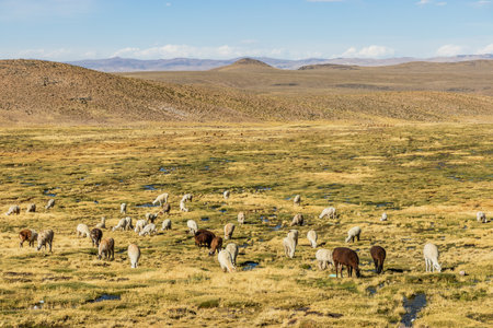 Herd of  alpacas (Lama pacos) in Reserva nacional de Salinas y Aguada Blanca, Peruの写真素材