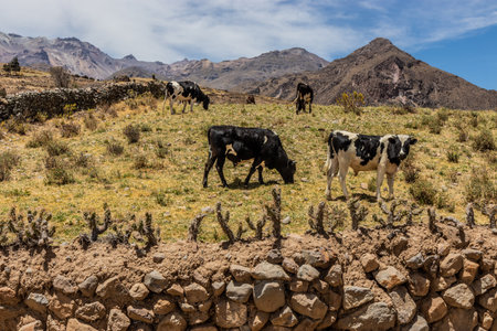 Cows in an enclosure near Pinchollo village in Colca canyon, Peruの写真素材