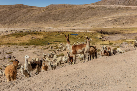 Alpaca (Lama pacos)  and llama (Lama glama) herds in Reserva nacional de Salinas y Aguada Blanca, Peruの写真素材