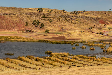 View of Umayo lake, Peruの写真素材