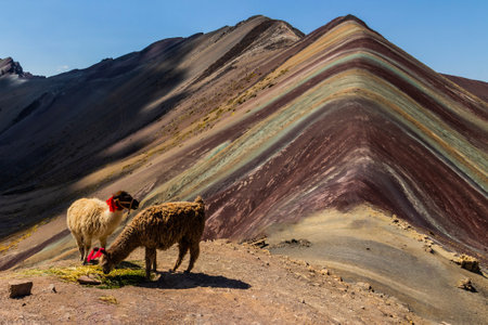 Alpacas at Vinicunca Rainbow mountain, Peruの写真素材