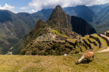 View of Machu Picchu citadel with a llama, Peruの写真素材