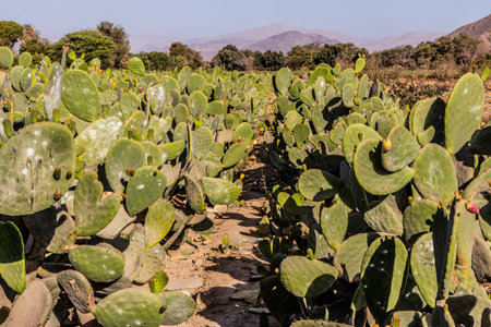 Field of opuntia cacti grown for cochineal insect, Peruの写真素材