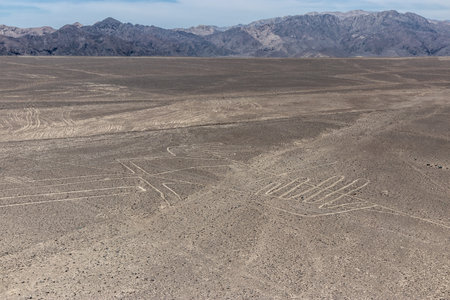 The Lizard image of Nazca lines, Peruの写真素材