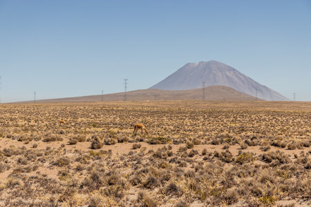 View of Misti volcano, Peru. Vicuna visible.の写真素材