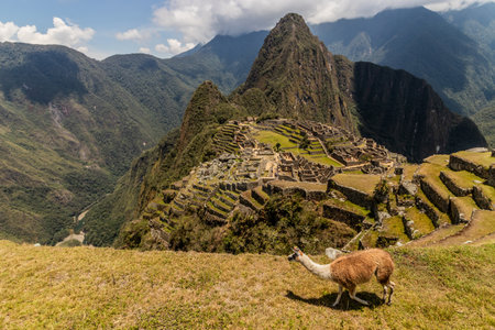 View of Machu Picchu citadel with a llama, Peruの写真素材