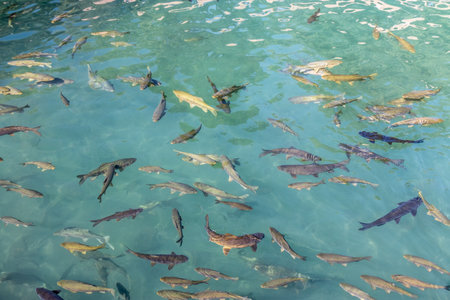 Fish in Balikligol (Pool of Abraham) in Sanliurfa, Turkeyの写真素材