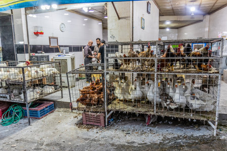 SULAYMANIYAH, IRAQ - OCTOBER 6, 2022: Poultry stalls the Naqib market in Sulaymaniyah (Slemani), Kurdistan Region of Iraqのeditorial素材