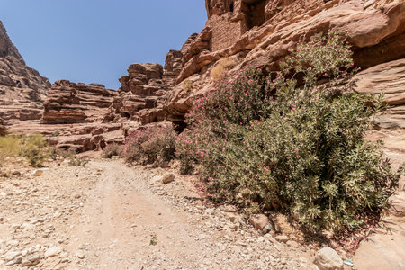 Wadi Siyagh valley near the ancient city Petra, Jordanの写真素材