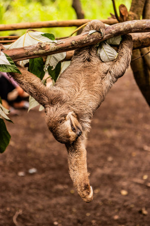 Brown-throated sloth (Bradypus variegatus) in a forest near Pucallpa, Peruの写真素材