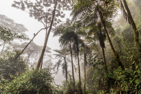 Misty view of the cloud forest of YanachagaâChemillen National Park, Peruの写真素材