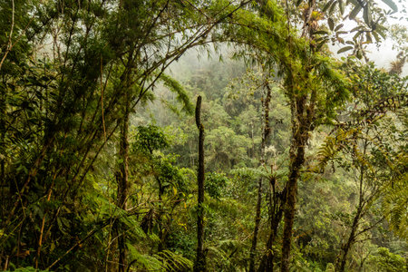 Cloud forest of Yanachagaâ€“Chemillen National Park, Peru