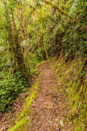 Hiking trail to Abra Esperanza in YanachagaâChemillen National Park, Peruの写真素材