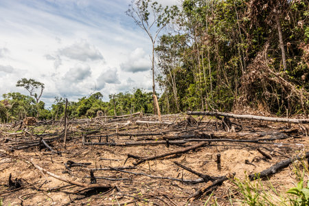 Deforestation of the Amazon rainforest in Huanuco region of Peruの写真素材