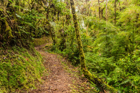 Hiking trail to Abra Esperanza in YanachagaâChemillen National Park, Peruの写真素材