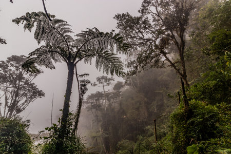 Cloud forest of Yanachagaâ€“Chemillen National Park, Peru