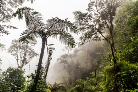 Cloud forest of Yanachagaâ€“Chemillen National Park, Peru