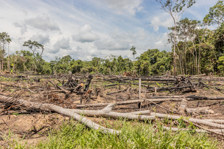 Deforestation of the Amazon rainforest in Huanuco region of Peruの写真素材