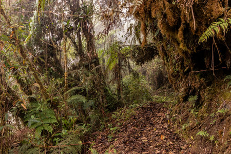 Hiking trail to Abra Esperanza in Yanachagaâ€“Chemillen National Park, Peru