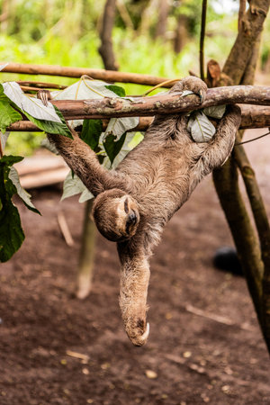 Brown-throated sloth (Bradypus variegatus) in a forest near Pucallpa, Peru