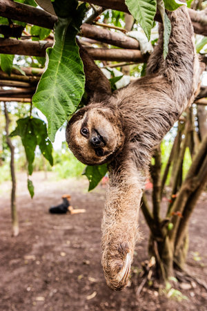 Brown-throated sloth (Bradypus variegatus) in a forest near Pucallpa, Peru