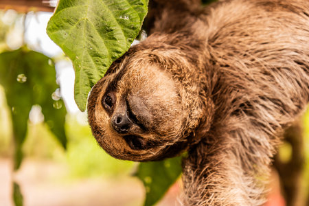 Brown-throated sloth (Bradypus variegatus) in a forest near Pucallpa, Peruの写真素材