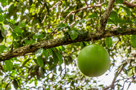 Calabash tree (Crescentia cujete) near Pucallpa, Peru. Locally called wingo.の写真素材