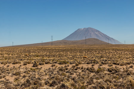 Vicuna (Lama vicugna) in Peru. Misti volcano in the backgroundの写真素材