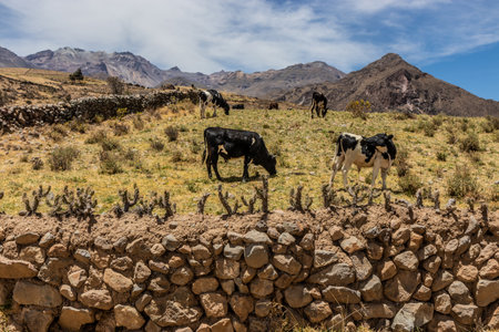 Cows in an enclosure near Pinchollo village in Colca canyon, Peruの写真素材