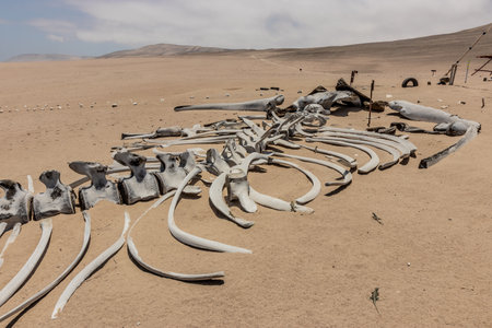 Whale skeleton in San Fernando national reserve, Peruの写真素材