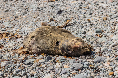 Dead sea lion in San Fernando national reserve, Peruの写真素材