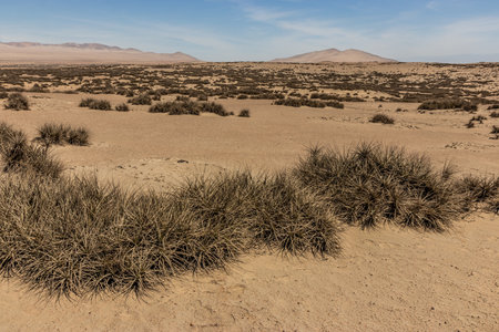 Landscape of San Fernando national reserve in Peru. Tillandsia plants visible.の写真素材