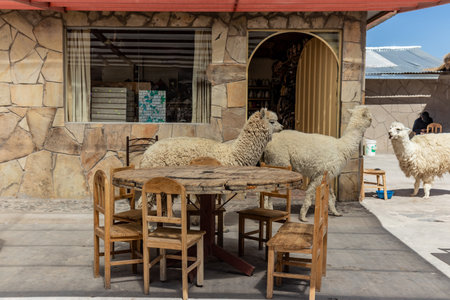 Alpacas at a roadside cafe in Patahuasi in Reserva nacional de Salinas y Aguada Blanca, Peruの写真素材