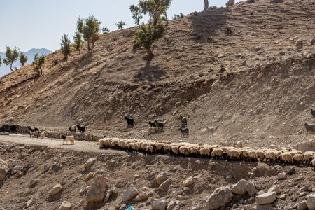 Goats and sheep in the mountains of Kurdistan Region of Iraq